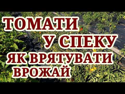Спека та томати: як врятувати врожай.Термінова обробка та підживлення.