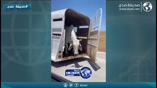 راح حلاله وسط الطريق