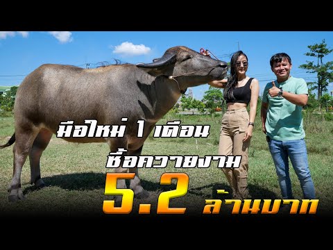 มือใหม่ซื้อควายงาม-1-เดือนทุ่ม มือใหม่ซื้อควายงาม-1-เดือนทุ่ม