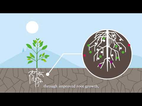 YaraAmplix NRHIZO™ – Optimize your crop from the start and power yield potential