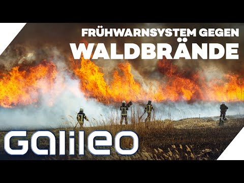 DRYAD: So will ein deutsches Team Waldbrände erkennen und verhindern! | Galileo | ProSieben