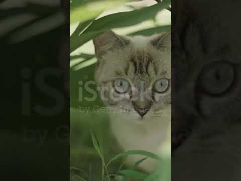 #shorts #animals #youtubeshorts #shortsvideo