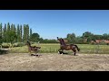 Dressuurpaard Correct merrieveulen van  So Perfect x Zhivago