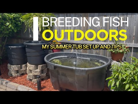 Breeding Fish Outdoors! My Summer Tub Setup & Tips It’s summer tubbing season! In this video, I show you how I set up my outdoor summer tubs for fish