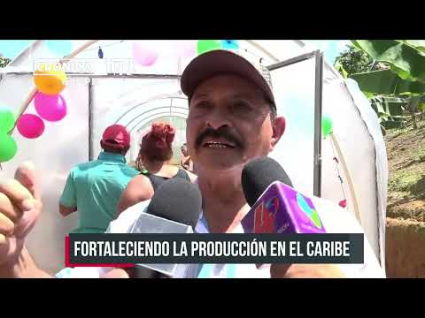Nicaragua: Inauguran Micro túnel para producción de hortalizas en Bilwi