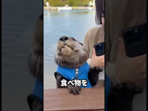 ラッコは燃費悪すぎ！？ラッコが1日2万カロリー食べる理由にびっくり