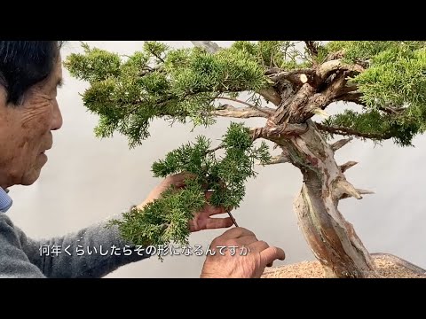 木村正彦真柏改作　安価な素材の化かし方　月刊「#近代盆栽」2025年5月号(4/4発売) #masahikokimura #bonsai #shimpaku #juniper #kinbon