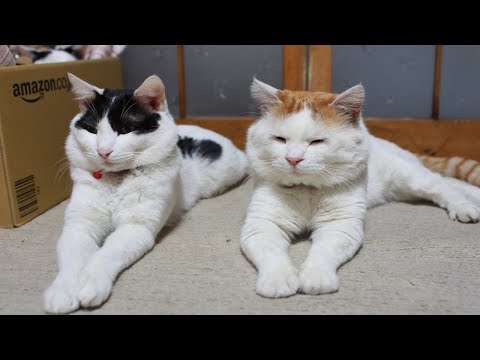 猫の動画サムネイル - かご猫LIVE配信　2025年06月21日