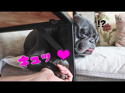 一方的に愛犬の手を握って愛を確かめてみた