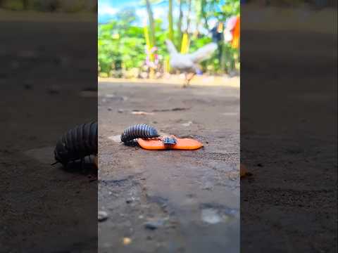 Even the T-Rex runs in fear when it encounters the King Pill Millipede #shorts #millipede