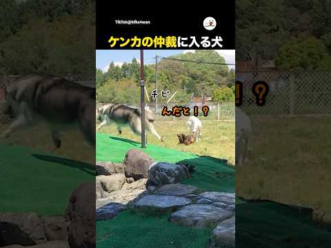 仲裁するワンコと弟マラミュートの心温まる交流 サムネイル