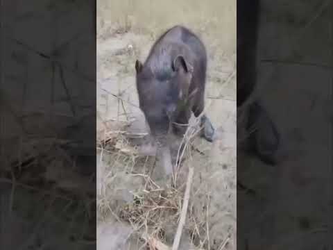 <strong>Hero</strong> Fishermen Rescue Newborn Elephant To Reunite It With Desperate Mother