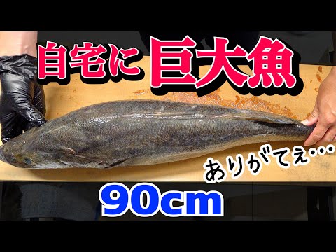 我が家の肉食生物集合！約20種の生き物が巨大魚を食べまくる！