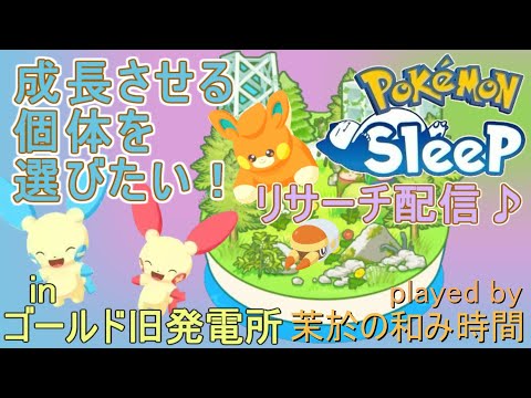 成長個体のセレクトを手伝ってください！【#ポケモンスリープ】睡眠リサーチとミニアメブ。ゴールド旧発電所＋７５％Plus+所持。無課金のんびり攻略なPokémonSleep実況プレイ♪