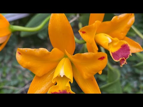 Un tour por el patio el Sábado de Orquídeas