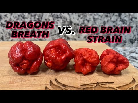 POD Comparison: Dragon's Breath vs. Red Brain Strain! Pods from SHP's! Which pod would you prefer?