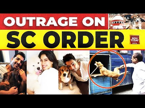 Why Massive Outrage Over Supreme Court's Stray Dog Capture Order? | PETA | Rahul Gandhi