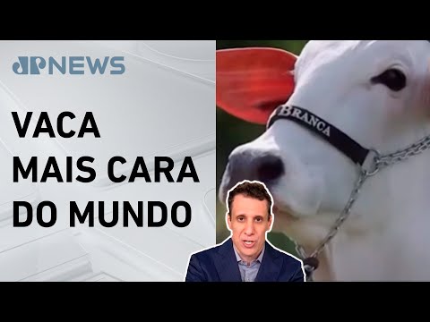 IA News: Vaca brasileira é vendida por R$ 24 milhões; Samy Dana detalha