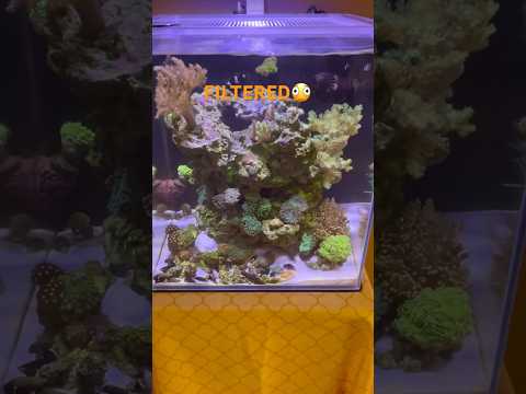 🍊 Filtered! # #aquarium #reeflife #nanoreef #rubberz