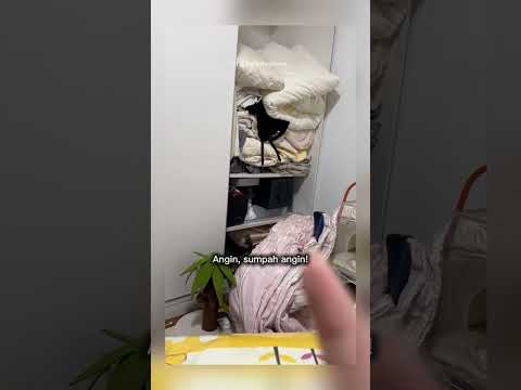 kucing lucu tingkah nya tumpah #shorts #short
