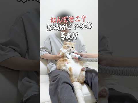 猫さんなんでそんなところにいるの #猫 #ねこ #猫動画 #cat #猫との暮らし