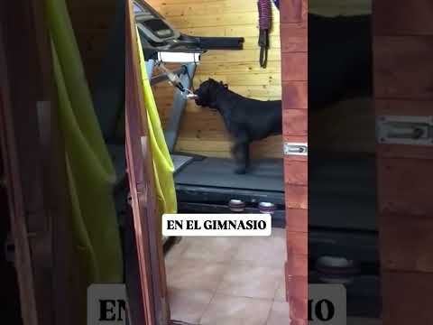 En el GIMNASIO #perros #gimnasio #canecorsopuppy