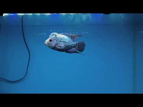 HULK❤️ The Flowerhorn/KML Flowerhorn 