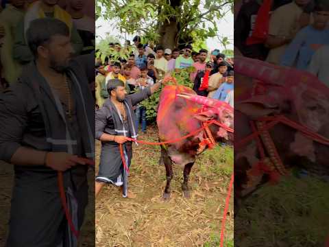 RAHUL BHAI PATIL🔥🤴1001🤴🔥॥MAHARASHTRA KING OF KING 🤴#mathur1001 #trending #viralvideo #viral