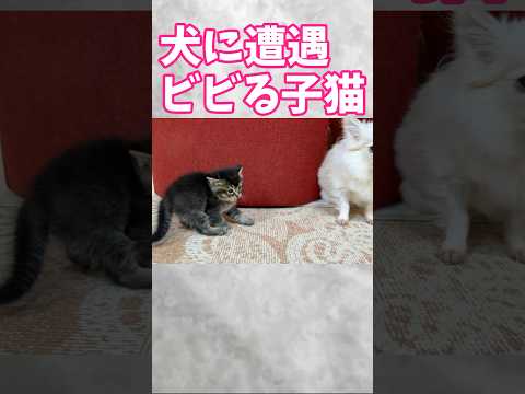 腰を抜かした子猫がパパの顔を見て安心する瞬間。