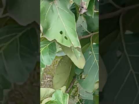 mng view #shorts @nirmal videos