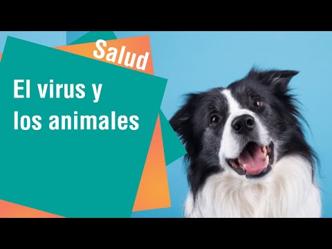 El virus y los animales | Salud