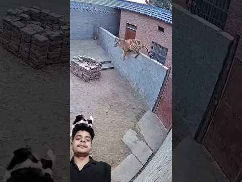 বাঘ ইঁদুরের ভয়ে পালিয়ে যায়। #animals #tiger #pets