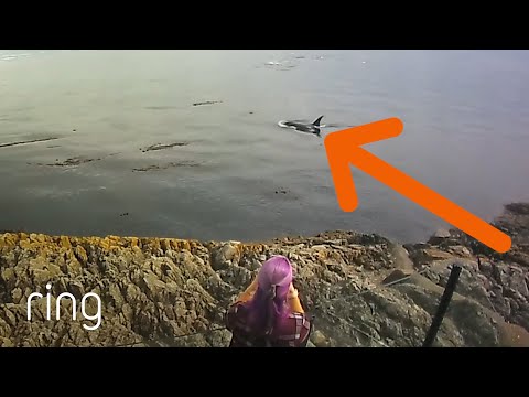 Amazing Sighting of an Orca Pod Near Man’s Home | RingTV