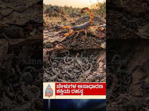 ಉಸಿರಾಟವಿಲ್ಲದೆ ಬದುಕಬಲ್ಲವೇ ಚೇಳುಗಳು? #scorpio #naturewonders #wildlife  #animalsurvival #biologyfacts