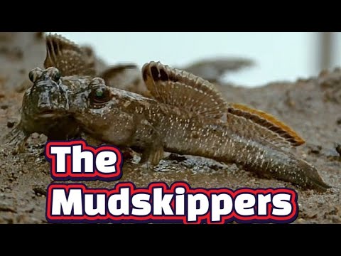Indian Mudskipper tank part 1 a quick look at the 1st step of my Indian mudskipper setup project