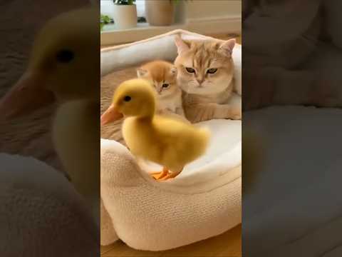 He Was Just Passing By… Until She Hugged Him通りすがりのアヒルに、ママがハグをした。 #cutepets #cat #goldenretreivers