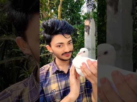 আমার ছোট্ট সংসার।🕊️🐈🌻#shorts #uppolkarmakar