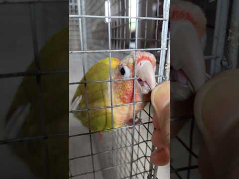 Reaction nahi dunga 😂#viralvideo #parrot #funny #food #ytshorts #dailyvlog #birds #pets #comedy