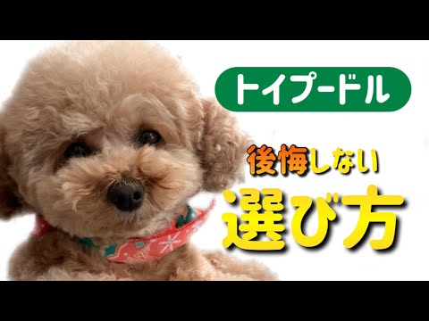 【後悔する前に】トイプードルの子犬を飼う前の注意点