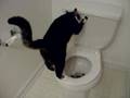 Toilet Cat