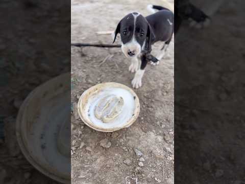 🐶 “Morning Milk Time with My Cute Puppy ☀️🥛”