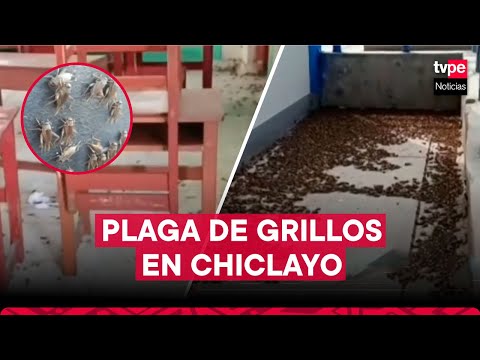 Plaga de grillos en Chiclayo: colegios suspenden clases presenciales