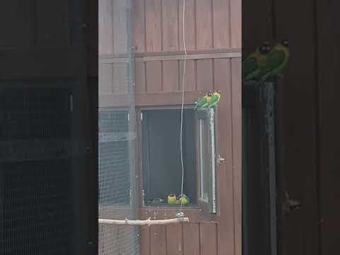 Попугаи вновь на свежем воздухе! Гагаринский парк в Симферополе