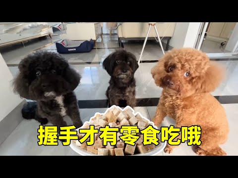 退休慢生活:给狗狗们吃零食,但是要先握手才行,馒头每次都不情愿握手。【红茶朱古力生活日记】