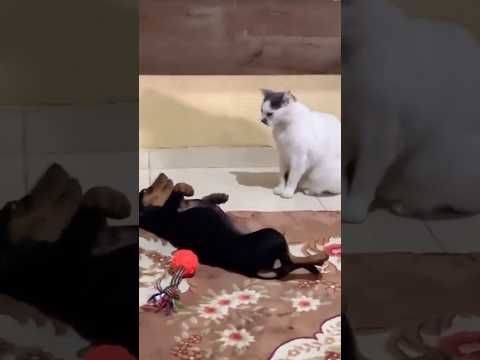Why are dogs afraid of cats 🤣 #funnyanimals #cat #dog