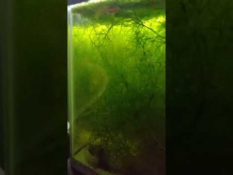 Fundulopanchax gardenieri spawning behavior 