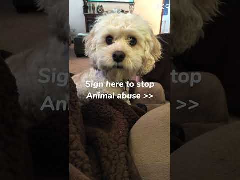 Sign ur name in the comments🩷 #equestrianjourney #horseenthusiast #stopanimalabuse #horseshelp