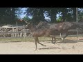 Show jumping horse Groot, sterk en goedbewegend