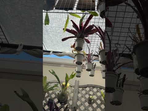 2026年5月10日ベランダ管理植物の樣子
