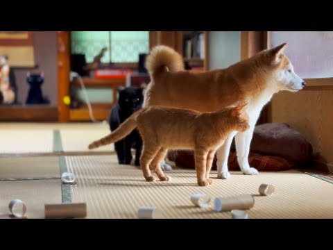 台風の日のおうち時間：家族と猫との癒しの午後 サムネイル